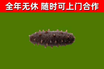 东河烟酒回收干海参.jpg
